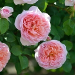 Dames de Chenonceau (Дам де Шенонсо)